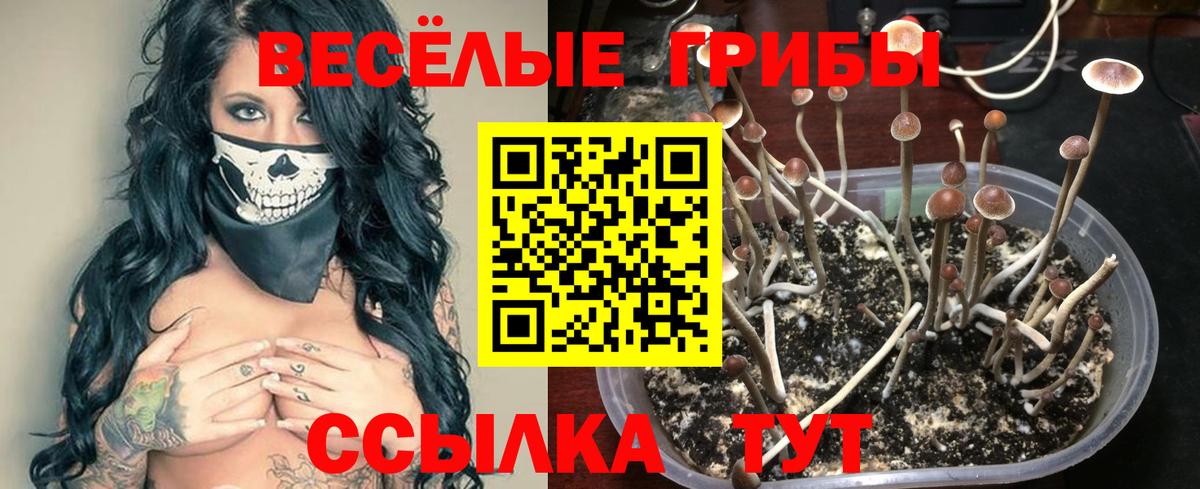 Галлюциногенные грибы Psilocybine cubensis Волжский